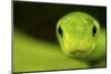 Eastern Green Mamba (Dendroaspis Angusticeps) Head Portrait, Captive, From East Africa-Edwin Giesbers-Mounted Photographic Print