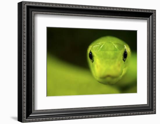 Eastern Green Mamba (Dendroaspis Angusticeps) Head Portrait, Captive, From East Africa-Edwin Giesbers-Framed Photographic Print