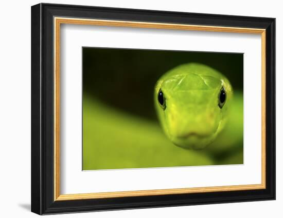Eastern Green Mamba (Dendroaspis Angusticeps) Head Portrait, Captive, From East Africa-Edwin Giesbers-Framed Photographic Print
