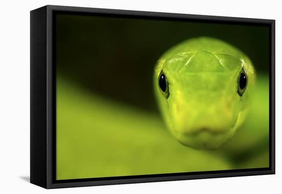 Eastern Green Mamba (Dendroaspis Angusticeps) Head Portrait, Captive, From East Africa-Edwin Giesbers-Framed Premier Image Canvas