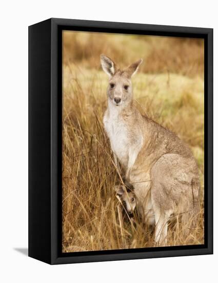 Eastern Grey Kangaroo and Joey, Kosciuszko National Park, New South Wales, Australia, Pacific-Jochen Schlenker-Framed Premier Image Canvas