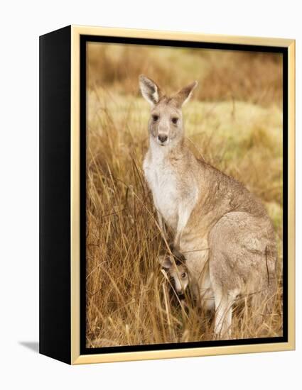 Eastern Grey Kangaroo and Joey, Kosciuszko National Park, New South Wales, Australia, Pacific-Jochen Schlenker-Framed Premier Image Canvas
