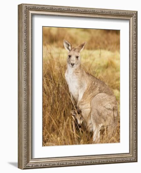 Eastern Grey Kangaroo and Joey, Kosciuszko National Park, New South Wales, Australia, Pacific-Jochen Schlenker-Framed Photographic Print