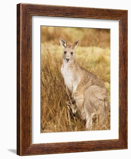 Eastern Grey Kangaroo and Joey, Kosciuszko National Park, New South Wales, Australia, Pacific-Jochen Schlenker-Framed Photographic Print