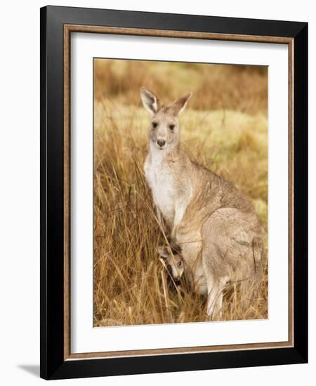 Eastern Grey Kangaroo and Joey, Kosciuszko National Park, New South Wales, Australia, Pacific-Jochen Schlenker-Framed Photographic Print