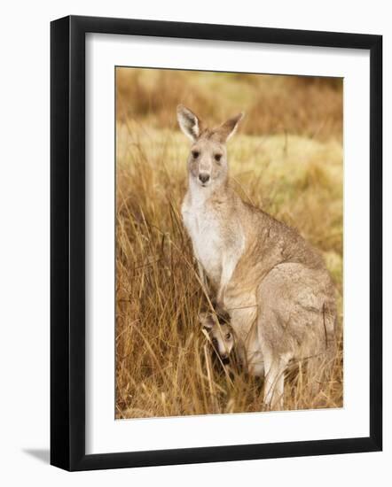 Eastern Grey Kangaroo and Joey, Kosciuszko National Park, New South Wales, Australia, Pacific-Jochen Schlenker-Framed Photographic Print