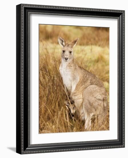 Eastern Grey Kangaroo and Joey, Kosciuszko National Park, New South Wales, Australia, Pacific-Jochen Schlenker-Framed Photographic Print