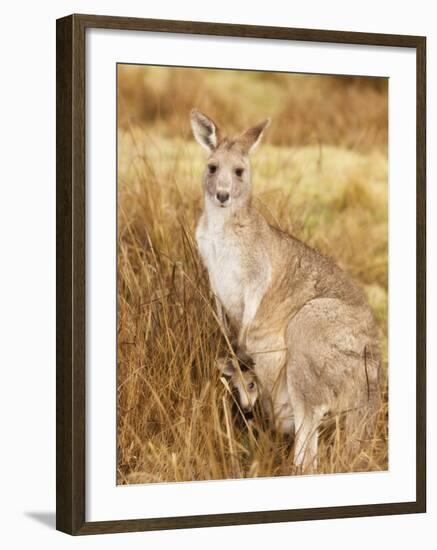 Eastern Grey Kangaroo and Joey, Kosciuszko National Park, New South Wales, Australia, Pacific-Jochen Schlenker-Framed Photographic Print