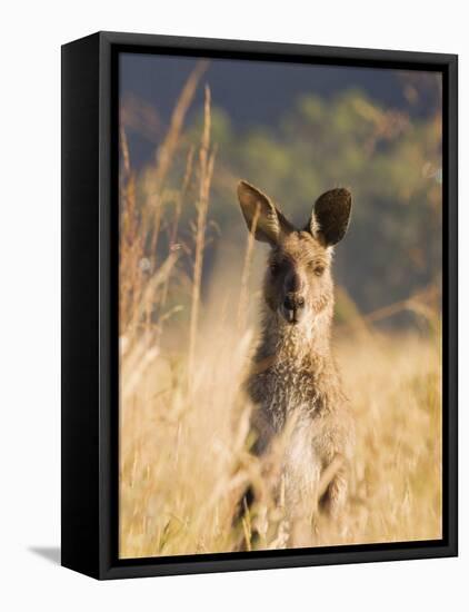 Eastern Grey Kangaroo, Geehi, Kosciuszko National Park, New South Wales, Australia, Pacific-Schlenker Jochen-Framed Premier Image Canvas