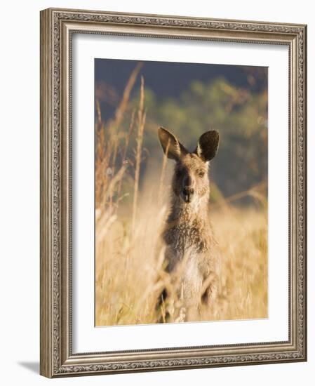 Eastern Grey Kangaroo, Geehi, Kosciuszko National Park, New South Wales, Australia, Pacific-Schlenker Jochen-Framed Photographic Print