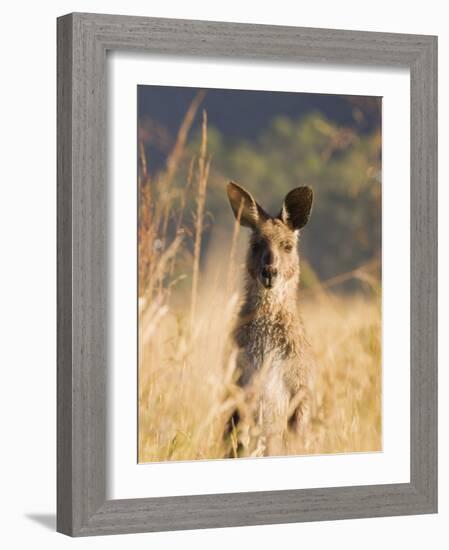 Eastern Grey Kangaroo, Geehi, Kosciuszko National Park, New South Wales, Australia, Pacific-Schlenker Jochen-Framed Photographic Print