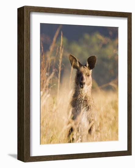 Eastern Grey Kangaroo, Geehi, Kosciuszko National Park, New South Wales, Australia, Pacific-Schlenker Jochen-Framed Photographic Print