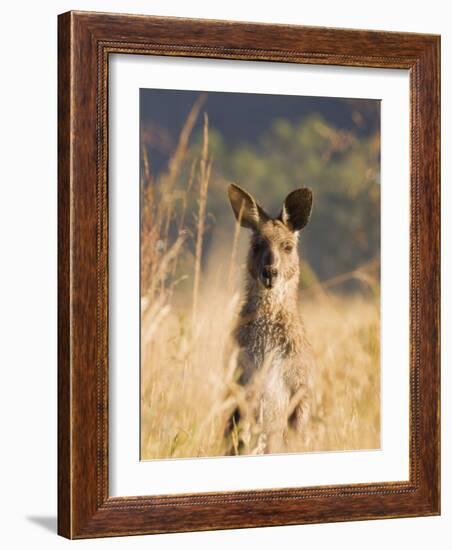 Eastern Grey Kangaroo, Geehi, Kosciuszko National Park, New South Wales, Australia, Pacific-Schlenker Jochen-Framed Photographic Print