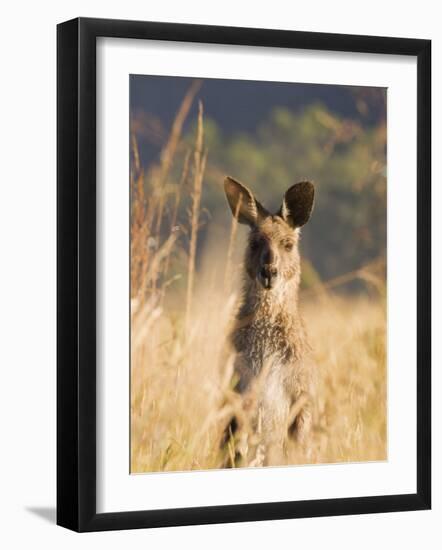 Eastern Grey Kangaroo, Geehi, Kosciuszko National Park, New South Wales, Australia, Pacific-Schlenker Jochen-Framed Photographic Print