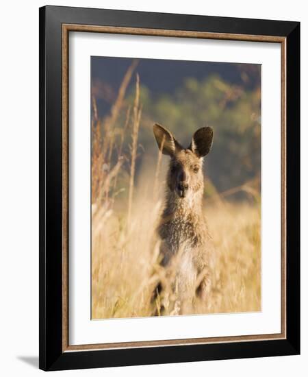 Eastern Grey Kangaroo, Geehi, Kosciuszko National Park, New South Wales, Australia, Pacific-Schlenker Jochen-Framed Photographic Print