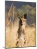 Eastern Grey Kangaroo, Geehi, Kosciuszko National Park, New South Wales, Australia, Pacific-Schlenker Jochen-Mounted Photographic Print