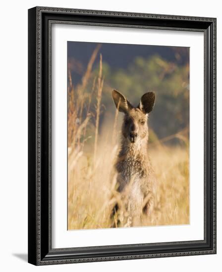 Eastern Grey Kangaroo, Geehi, Kosciuszko National Park, New South Wales, Australia, Pacific-Schlenker Jochen-Framed Photographic Print