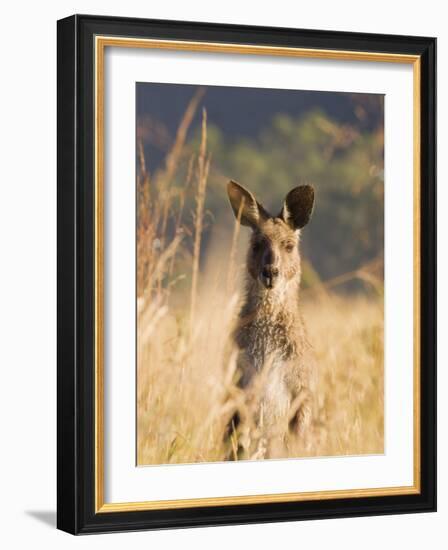 Eastern Grey Kangaroo, Geehi, Kosciuszko National Park, New South Wales, Australia, Pacific-Schlenker Jochen-Framed Photographic Print