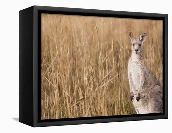 Eastern Grey Kangaroo, Kosciuszko National Park, New South Wales, Australia-Jochen Schlenker-Framed Premier Image Canvas