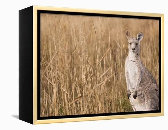 Eastern Grey Kangaroo, Kosciuszko National Park, New South Wales, Australia-Jochen Schlenker-Framed Premier Image Canvas