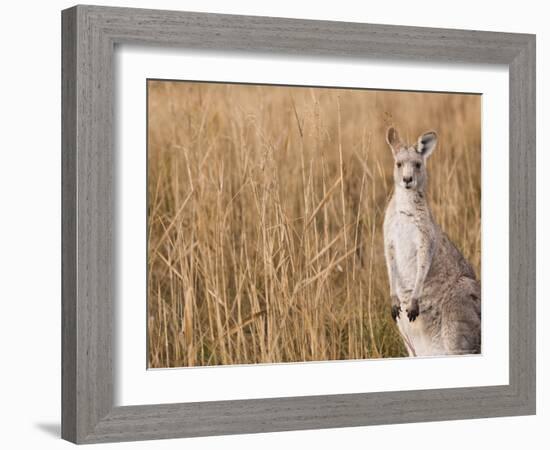 Eastern Grey Kangaroo, Kosciuszko National Park, New South Wales, Australia-Jochen Schlenker-Framed Photographic Print