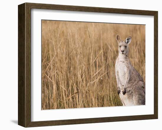 Eastern Grey Kangaroo, Kosciuszko National Park, New South Wales, Australia-Jochen Schlenker-Framed Photographic Print