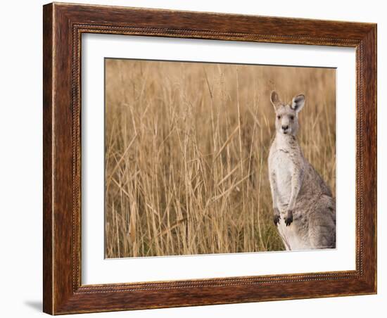 Eastern Grey Kangaroo, Kosciuszko National Park, New South Wales, Australia-Jochen Schlenker-Framed Photographic Print