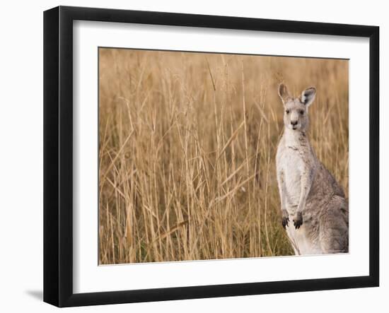 Eastern Grey Kangaroo, Kosciuszko National Park, New South Wales, Australia-Jochen Schlenker-Framed Photographic Print