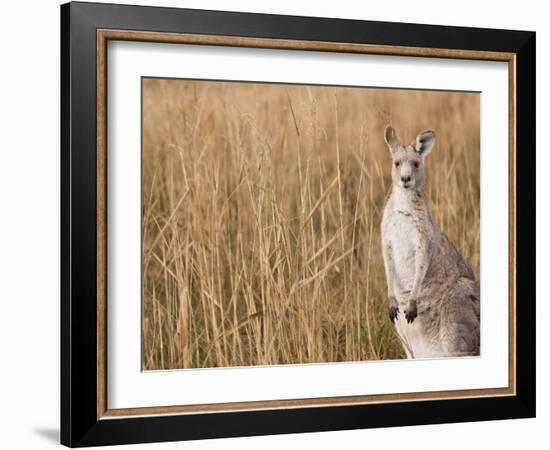 Eastern Grey Kangaroo, Kosciuszko National Park, New South Wales, Australia-Jochen Schlenker-Framed Photographic Print