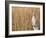 Eastern Grey Kangaroo, Kosciuszko National Park, New South Wales, Australia-Jochen Schlenker-Framed Photographic Print