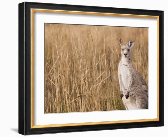 Eastern Grey Kangaroo, Kosciuszko National Park, New South Wales, Australia-Jochen Schlenker-Framed Photographic Print