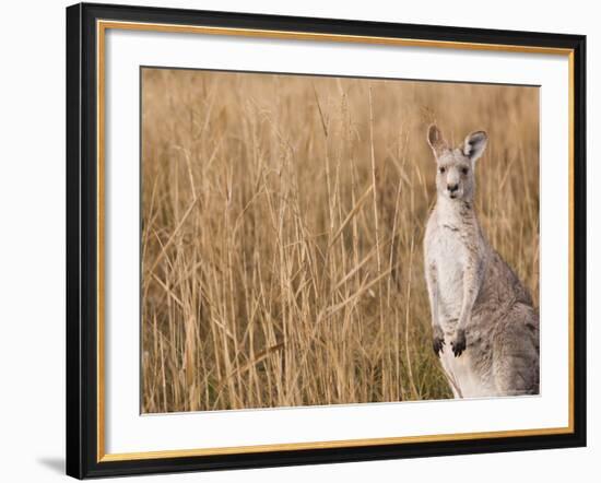 Eastern Grey Kangaroo, Kosciuszko National Park, New South Wales, Australia-Jochen Schlenker-Framed Photographic Print