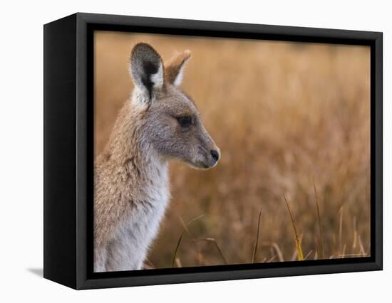 Eastern Grey Kangaroo, Kosciuszko National Park, New South Wales, Australia-Jochen Schlenker-Framed Premier Image Canvas