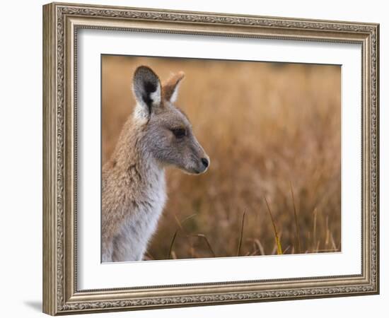 Eastern Grey Kangaroo, Kosciuszko National Park, New South Wales, Australia-Jochen Schlenker-Framed Photographic Print