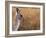 Eastern Grey Kangaroo, Kosciuszko National Park, New South Wales, Australia-Jochen Schlenker-Framed Photographic Print