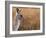 Eastern Grey Kangaroo, Kosciuszko National Park, New South Wales, Australia-Jochen Schlenker-Framed Photographic Print