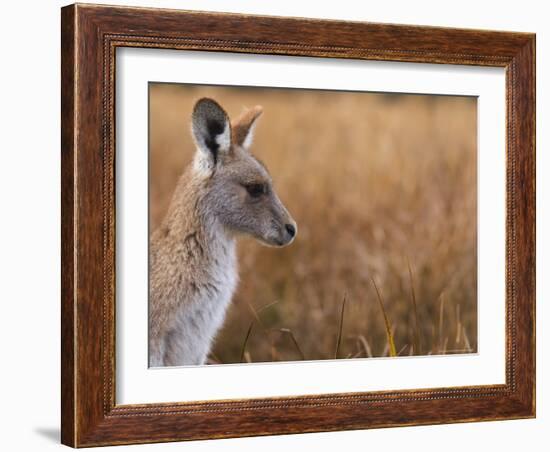 Eastern Grey Kangaroo, Kosciuszko National Park, New South Wales, Australia-Jochen Schlenker-Framed Photographic Print