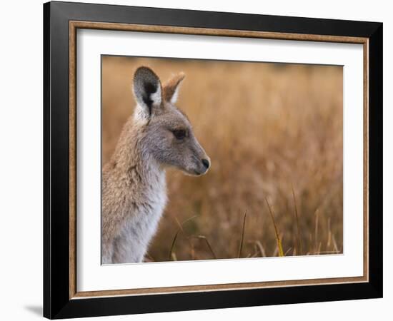 Eastern Grey Kangaroo, Kosciuszko National Park, New South Wales, Australia-Jochen Schlenker-Framed Photographic Print