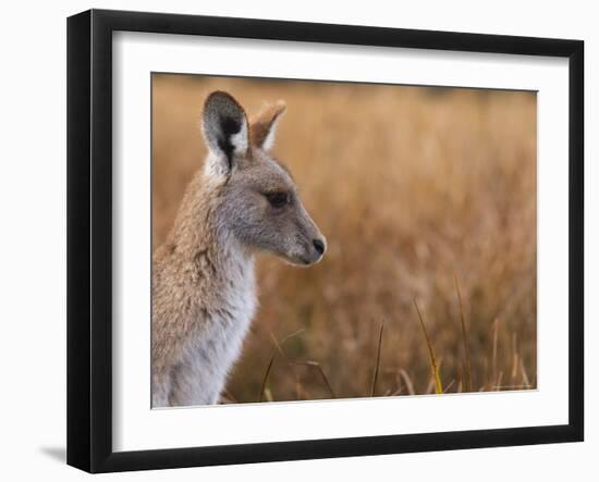 Eastern Grey Kangaroo, Kosciuszko National Park, New South Wales, Australia-Jochen Schlenker-Framed Photographic Print