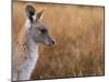 Eastern Grey Kangaroo, Kosciuszko National Park, New South Wales, Australia-Jochen Schlenker-Mounted Photographic Print