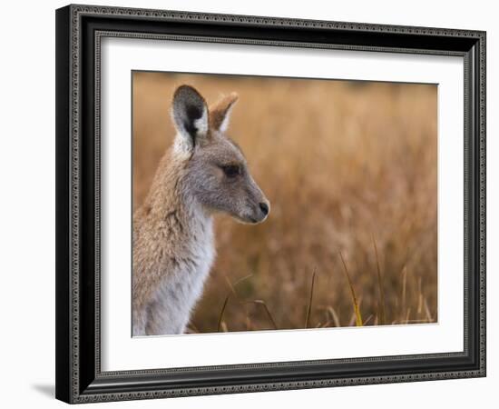 Eastern Grey Kangaroo, Kosciuszko National Park, New South Wales, Australia-Jochen Schlenker-Framed Photographic Print