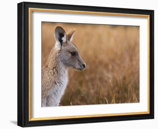 Eastern Grey Kangaroo, Kosciuszko National Park, New South Wales, Australia-Jochen Schlenker-Framed Photographic Print