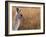 Eastern Grey Kangaroo, Kosciuszko National Park, New South Wales, Australia-Jochen Schlenker-Framed Photographic Print