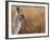 Eastern Grey Kangaroo, Kosciuszko National Park, New South Wales, Australia-Jochen Schlenker-Framed Photographic Print