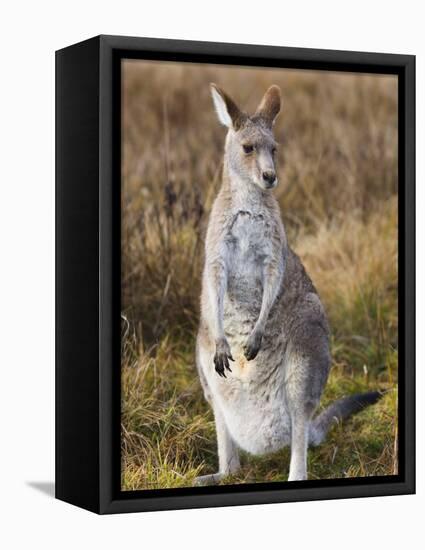 Eastern Grey Kangaroo, Kosciuszko National Park, New South Wales, Australia-Jochen Schlenker-Framed Premier Image Canvas