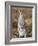 Eastern Grey Kangaroo, Kosciuszko National Park, New South Wales, Australia-Jochen Schlenker-Framed Photographic Print