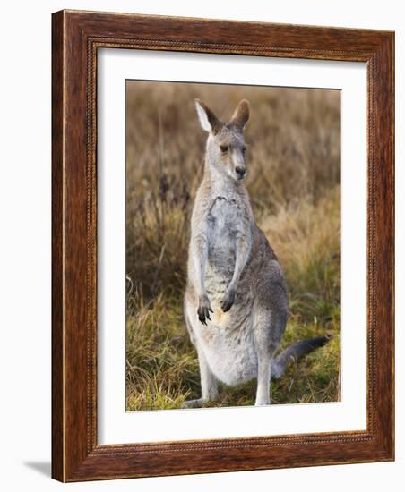 Eastern Grey Kangaroo, Kosciuszko National Park, New South Wales, Australia-Jochen Schlenker-Framed Photographic Print