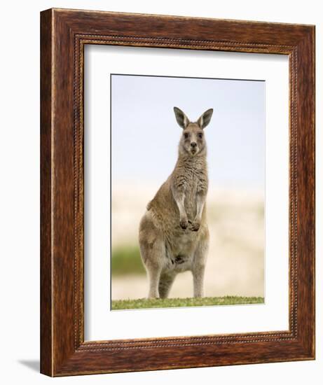 Eastern Grey Kangaroo (Macropus Fuliginosus), Marramarang National Park, New South Wales, Australia-Thorsten Milse-Framed Photographic Print