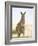 Eastern Grey Kangaroo (Macropus Fuliginosus), Marramarang National Park, New South Wales, Australia-Thorsten Milse-Framed Photographic Print