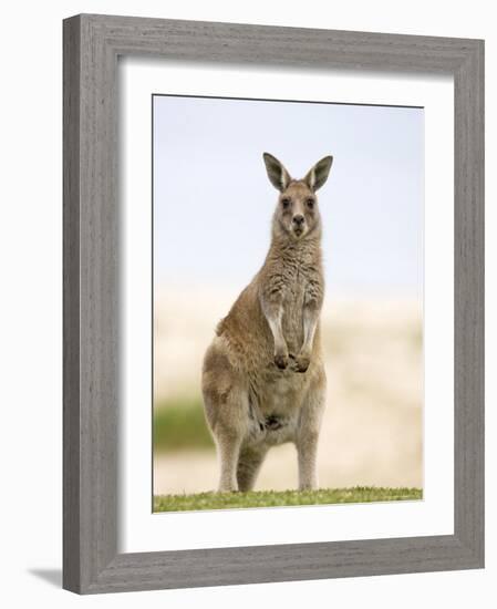 Eastern Grey Kangaroo (Macropus Fuliginosus), Marramarang National Park, New South Wales, Australia-Thorsten Milse-Framed Photographic Print